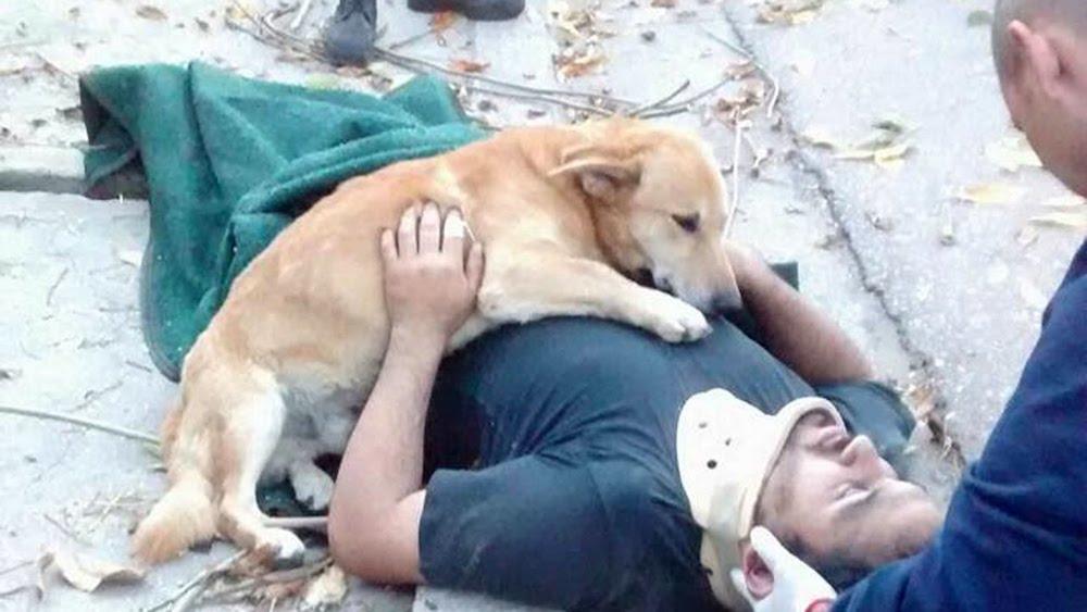 Un perro que no se quiere separar de su dueño accidentado se vuelve viral